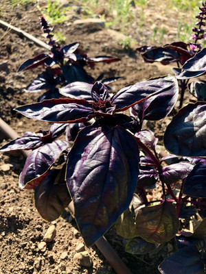 WILLVINE XLR-11 Basil Amethyst Improved (Purple) Seed(2000 per packet)