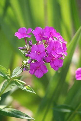 CYBEXIS Tall Purple Phlox Paniculata Garden Summer Native Hummingbird Flower Seed(50 per packet)