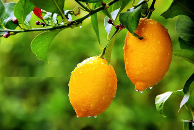 KNESSiN Full Sized Tasty Lemons[50 Seeds] Seed(50 per packet)