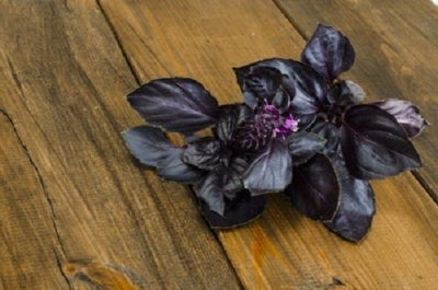 VibeX ® LXI-6 Osmin Purple Basil Seeds Seed(1000 per packet)