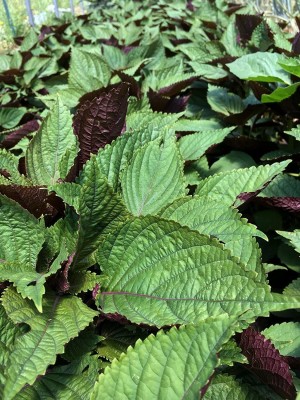 VibeX NBIR-93 - Green Shiso (Perilla) - (750 Seeds) Seed(750 per packet)