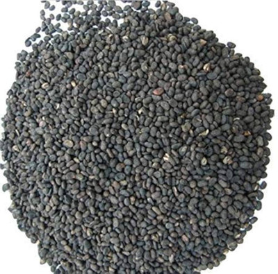 SAFRONI Babchi Seeds - Bakuchi Seeds - Bavachi Beej - Bavchi Beej - Psoralea Seeds Seed Seed(1 kg)