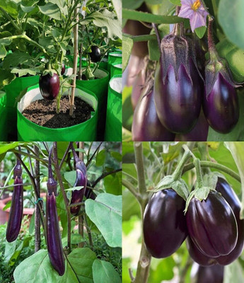 ibains Brinjal seeds combo beez 20 Seed(50 per packet)