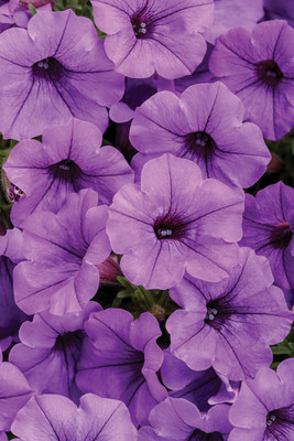 WHADE Vista Indigo Petunia Seed(70 per packet)