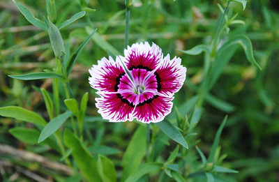 ACCELCROP Dianthus Grenadin Cardinal Flower Seed(45 per packet)