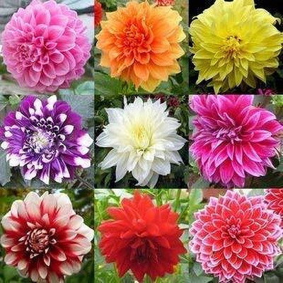 Aywal Dahlia Mixed Seed(40 per packet)