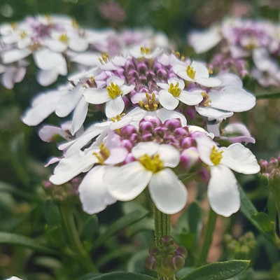 CEZIUS Iberis Pink Ice Candytuft Seed(60 per packet)