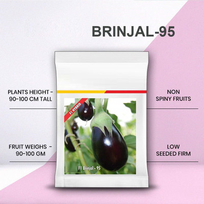 VibeX LXI-73 - F1 Hybrid BRINJAL - (1350 Seeds) Seed(1350 per packet)
