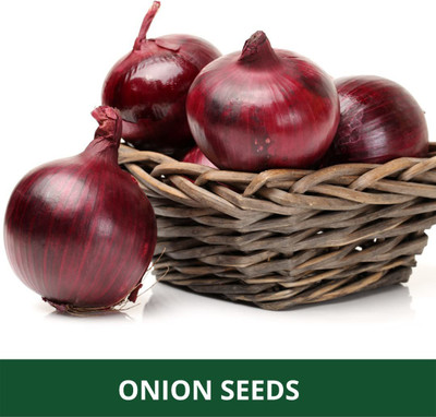 WILLVINE HUA -I Onion Red Nashik Vegetable Seeds [10g] Seed(7500 per packet)