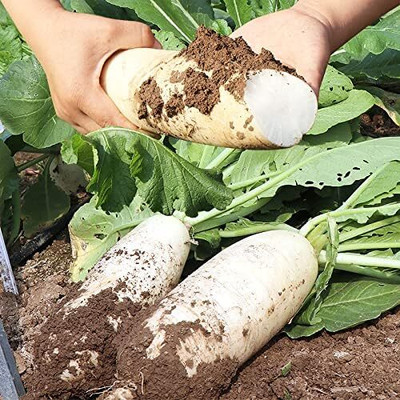 Qualtivate HUA-1A Daikon Radish Seeds Seed(300 per packet)