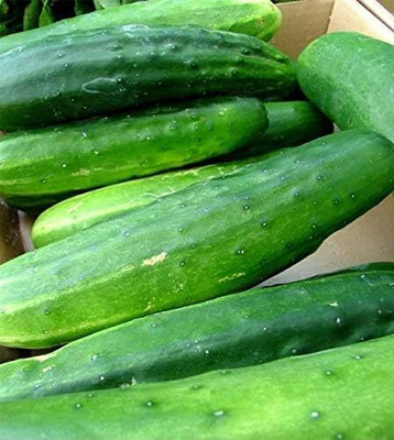 Qualtivate GBPT-3A Ashley Slicing Cucumber Seeds Seed(300 per packet)