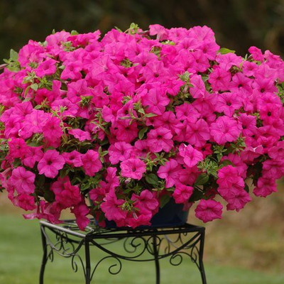 CYBEXIS Petunia N C Star Mix Garden Flower Seeds Hybrid Seed(1 g)