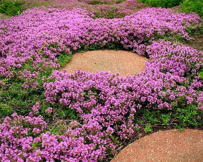 CYBEXIS VVI-4 - Wild Creeping Thyme - (1350 Seeds) Seed(1350 per packet)