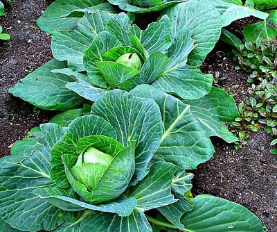 Aro Cabbage Seed(100 per packet)