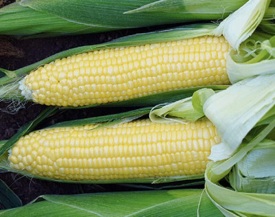 Qualtivate ICRA-4A Corn Sweet Bodacious Seed(400 per packet)