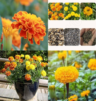 ibains Genda seeds for planting bij 21 Seed(21 per packet)