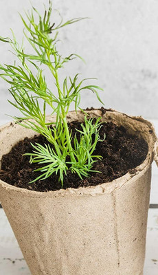Biosnyg Dill Anethum Graveolens Seed(250 per packet)