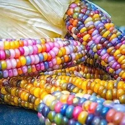 MAA Rainbow Corn, Corn Seed(48 per packet)