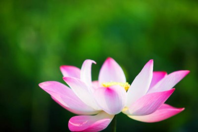 KUNJIKA JADIBOOTI lotus,kamal gatta Seed(14 per packet)