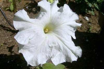 CYBEXIS ATS-84 - White Petunia Super Cascade Flowers - (540 Seeds) Seed(540 per packet)