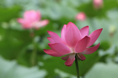 wequality lotus,kamal gatta Seed(10 per packet)