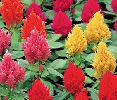 KANAYA Celosia Mix Flower Seed(70 per packet)