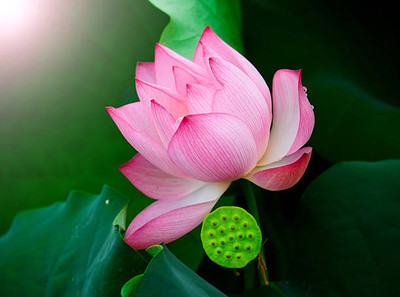 HOLIC STORE lotus,kamal gatta Seed(14 per packet)