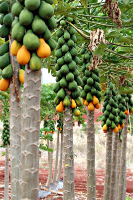 the green dotcom Red Lady Papaya Seed(1402 per packet)