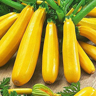 CYBEXIS Cocozelle Seeds for Yard - Zucchini Seeds200 Seeds Seed(200 per packet)