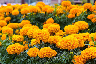 Sri chakra marigold/gende ka phool flower seeds Seed(50 per packet)