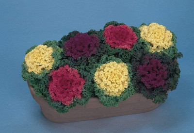 CYBEXIS Ornamental Kale Nagoya Mix Seed(50 per packet)