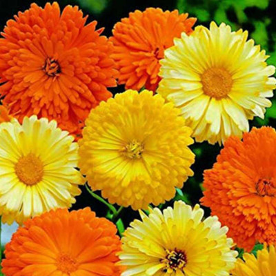 Lorvox Hybrid Calendula Seed(60 per packet)