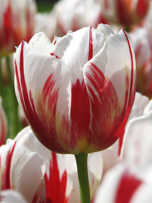 zabbus Tulip Flower Bulbs for Winter Season White Red Seed(1 per packet)
