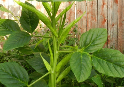XOLDAA CLUSTER BEANS SEEDS Seed(55 per packet)