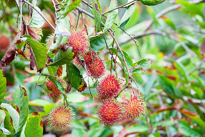 MAA LITCHI,LICHEE,LYCHEE Seed(11 per packet)