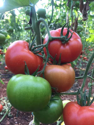 WILLVINE F1 Hybrid Tomato Seed [10g, 3000 Seeds] Seed(3000 per packet)