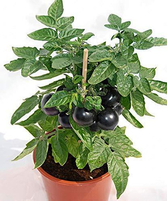 Aywal Black Tomato F1 Hybrid Heirloom Seed(1000 per packet)