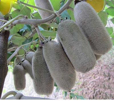 WILLVINE Japanese Actinidia Eriantha Kiwi Fruit Seeds -[2500 Seeds] Seed(2500 per packet)