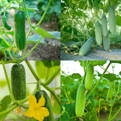 ibains Best cucumber seed Kakari sosa seeds pack of 20 Seed(20 per packet)