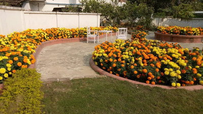 Aywal genda phool ,marigold Seed(4 per packet)