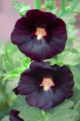 ARTA Multicolour Hollyhock Seeds For Gardening Seed(108 per packet)