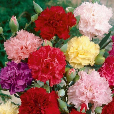 CYBEXIS Carnation Chabaud Mix Seeds Seed(1 g)