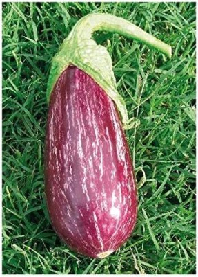 KNESSiN VII-78 Brinjal Nubia Seed(500 per packet)