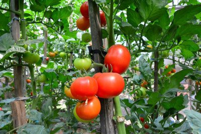 Mozetto tomato Seed(55 per packet)