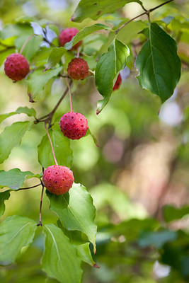 MAA LITCHI,LICHEE,LYCHEE Seed(10 per packet)