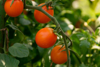 KDA tomato Seed(90 per packet)