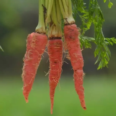 Aro Carrot, Gajar Seed(70 per packet)