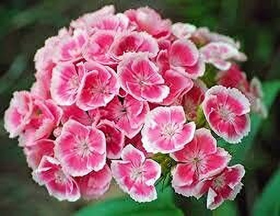 Epazo Sweet William Mix F1 Hybrid Flower Seed(10 per packet)