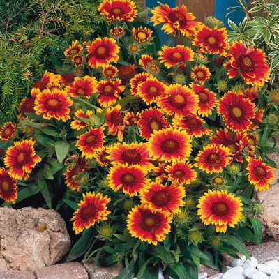 Avysa GAILLARDIA (BLANKET FLOWERS) Seed(70 per packet)