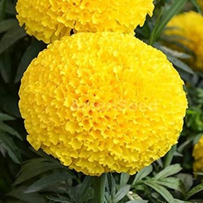 Aywal monsoon gendha phool marigold ,gada,geda flowers multi colour Seed(6 per packet)